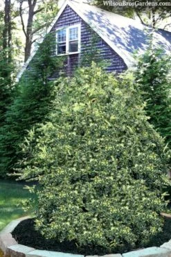 Golden Weeping Boxwood (Buxus Sempervirens 'Aurea Pendula') - 1 Gallon Pot -Garden Plants buxus sempervirens aurea pendula variegated weeping boxwood 3