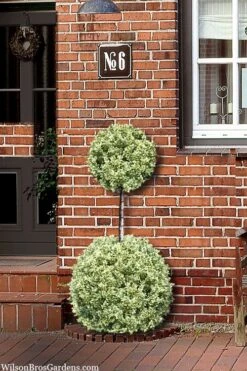 Variegated Boxwood 2-Ball Poodle Tier Topiary - 5 Gallon Pot -Garden Plants buxus sempervirens aureovariegata boxwood 2 ball poodle tier 8
