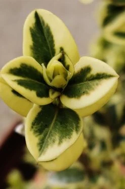 Variegated Boxwood (Buxus Sempervirens 'Aureovariegata') - 2 Gallon Pot - SALE -Garden Plants buxus sempervirens aureovariegata variegated boxwood 1 2