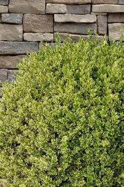 Variegated Boxwood (Buxus Sempervirens 'Aureovariegata') - 2 Gallon Pot - SALE -Garden Plants buxus sempervirens aureovariegata variegated boxwood 10 1