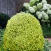 Variegated Boxwood (Buxus Sempervirens 'Aureovariegata') - 2 Gallon Pot - SALE -Garden Plants buxus sempervirens aureovariegata variegated boxwood 5 1