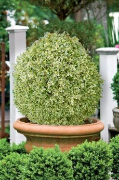 Elegans Variegated Boxwood - Buxus Sempervirens 'Elegantissima' - 2 Gallon Pot -Garden Plants buxus sempervirens elegantissima variegated boxwood 101 1