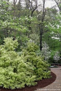 Elegans Variegated Boxwood - Buxus Sempervirens 'Elegantissima' - 6 Pack Of 1 Gallon Pots 13 Elegans Variegated Boxwood - Buxus Sempervirens 'Elegantissima' - 6 Pack Of 1 Gallon Pots -Garden Plants buxus sempervirens elegantissima variegated boxwood 102 2