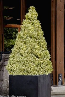 Elegans Variegated Boxwood - Buxus Sempervirens 'Elegantissima' - 3 Gallon Pot -Garden Plants buxus sempervirens elegantissima variegated boxwood 105