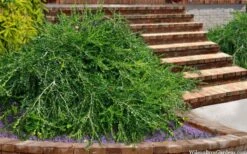 Unraveled Weeping Boxwood - 3 Gallon Pot 13 Unraveled Weeping Boxwood - 3 Gallon Pot -Garden Plants buxus sempervirens unraveled weeping boxwood 15