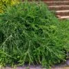 Unraveled Weeping Boxwood - 3 Gallon Pot