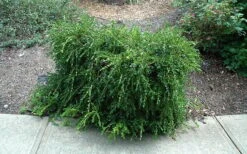 Unraveled Weeping Boxwood - 3 Gallon Pot 14 Unraveled Weeping Boxwood - 3 Gallon Pot -Garden Plants buxus sempervirens unraveled weeping boxwood 7