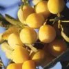 Mirabelle De Metz European Plum -Garden Plants c208r