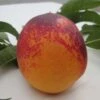 Speckled Egg Nectarine -Garden Plants c578 speckled egg 1 1