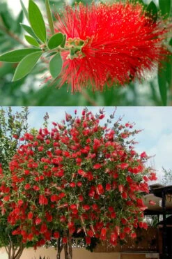 Red Cluster Bottlebrush Tree - 7 Gallon Pot -Garden Plants callistemon red cluster bottlebrush 102