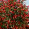 Red Cluster Bottlebrush Tree - 7 Gallon Pot -Garden Plants callistemon red cluster bottlebrush 103