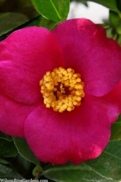 April Melody Camellia Japonica - 3 Gallon Pot