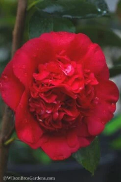 April Tryst Camellia Japonica - 7 Gallon Pot (3-4') 11 April Tryst Camellia Japonica - 7 Gallon Pot (3-4') -Garden Plants camellia april tryst 21