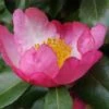 Autumn Sunrise Camellia Sasanqua - 1 Gallon Pot -Garden Plants camellia autumn sunrise 1
