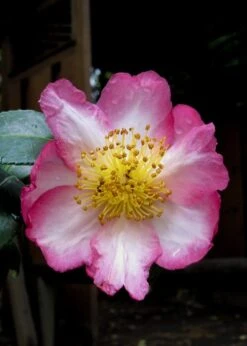 Autumn Sunrise Camellia Sasanqua - 1 Gallon Pot -Garden Plants camellia autumn sunrise 10
