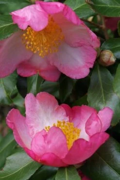 Autumn Sunrise Camellia Sasanqua - 1 Gallon Pot -Garden Plants camellia autumn sunrise 2