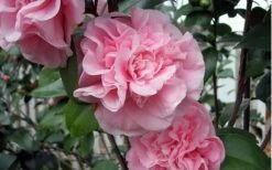 Debutante Pink Camellia Japonica - 6 Pack Of 1 Gallon Pots -Garden Plants camellia debutante pink 5