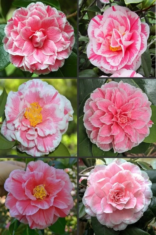 Brilliant Gem Fragrant Camellia Japonica - Herme - 3 Gallon Pot 6 Brilliant Gem Fragrant Camellia Japonica - Herme - 3 Gallon Pot - Image 4