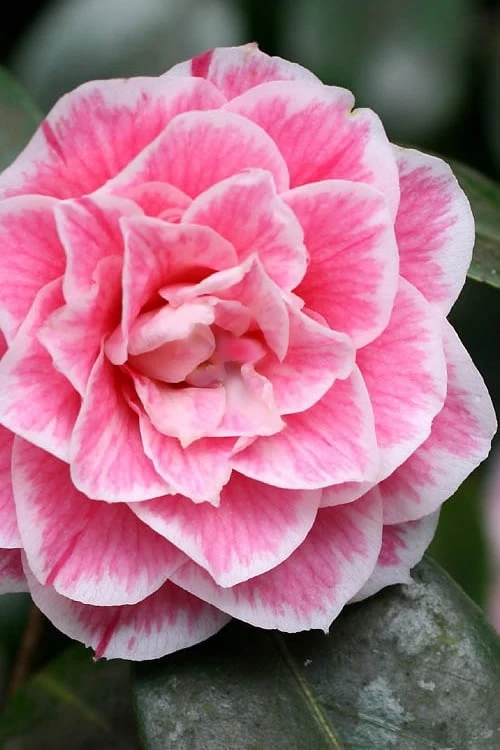 Brilliant Gem Fragrant Camellia Japonica 'Herme' - 1 Gallon Pot 3 Brilliant Gem Fragrant Camellia Japonica 'Herme' - 1 Gallon Pot