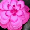 Early Wonder Camellia Japonica - 2 Gallon Pot -Garden Plants camellia japonica early wonder 1