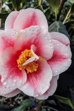 Sadaharu Oh Camellia - 7 Gallon Pot (3-4') -Garden Plants camellia japonica sadaharu oh 100