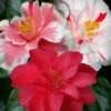 Lady Vansittart Multicolor Camellia Japonica - 3 Gallon Pot -Garden Plants camellia lady vansittart 50 1
