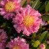 October Magic Carpet Dwarf Camellia - 3 Gallon Pot -Garden Plants camellia october magic carpet 10