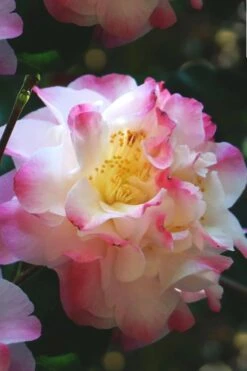 Omega Camellia Japonica - 3 Gallon Pot -Garden Plants camellia omega 3