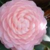 Otome Pink Camellia Japonica - 1 Gallon Pot -Garden Plants camellia otome