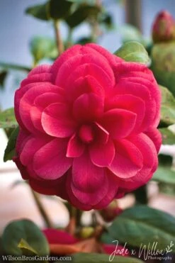 Purple Dawn Camellia Japonica - 1 Gallon Pot -Garden Plants camellia purple dawn jw 1