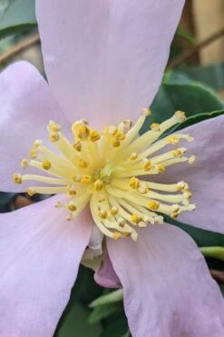 Maiden's Blush Camellia - 3 Gallon 10 Maiden's Blush Camellia - 3 Gallon -Garden Plants camellia sasanqua maiden blush 4