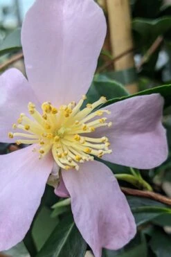 Maiden's Blush Camellia - 3 Gallon 11 Maiden's Blush Camellia - 3 Gallon -Garden Plants camellia sasanqua maiden blush 5