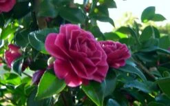 Purple Haze Camellia- 3 Gallon Pot -Garden Plants camellia sasanqua purple haze 2