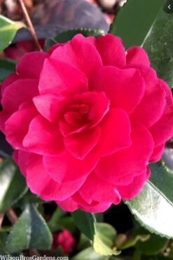 Purple Haze Camellia- 3 Gallon Pot -Garden Plants camellia sasanqua purple haze 4
