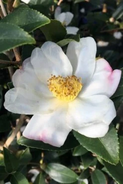 Survivor Cold Hardy White Camellia - 3 Gallon Pot -Garden Plants camellia sasanqua sweet october 3