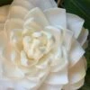 Sea Foam White Camellia Japonica - 3 Gallon Pot -Garden Plants camellia sea foam 1