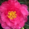 Shishi Gashira Dwarf Camellia Sasanqua - 1 Gallon Pot