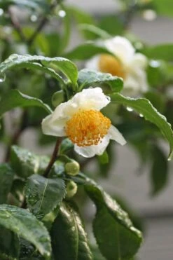 Small Leaf Tea Plant (Camellia Sinensis) - 3 Gallon Pot 10 Small Leaf Tea Plant (Camellia Sinensis) - 3 Gallon Pot -Garden Plants camellia sinensis small leaf tea plant 21