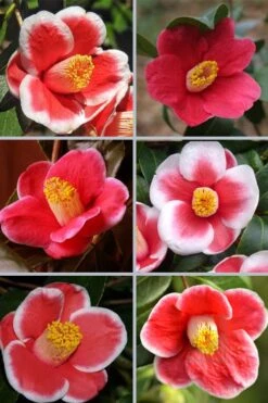 Tama No Ura Weeping Camellia Japonica - 1 Gallon Pot -Garden Plants camellia tama no ura sports 1