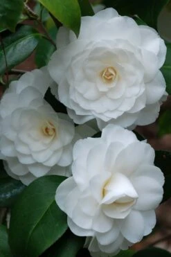 White By The Gate Camellia Japonica - 6 Pack Of 1 Gallon Pot -Garden Plants camellia white by the gate 1