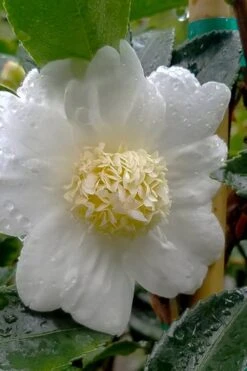 Winter's Snowman Camellia Hybrid - 7 Gallon Pot (3-4') -Garden Plants camellia winters snowman 105