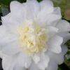 Winter's Snowman Camellia Hybrid - 7 Gallon Pot (3-4') -Garden Plants camellia winters snowman 106