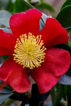Yuletide Camellia Sasanqua - 2.5 Quart Pot -Garden Plants camellia yuletide best