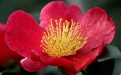 Yuletide Camellia Sasanqua - 7 Gallon Pot (3-4') -Garden Plants camellia yuletide flower closeup 1