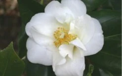 White Empress Camellia Japonica - 3 Gallon Pot 7 White Empress Camellia Japonica - 3 Gallon Pot -Garden Plants camelliawhiteempress