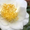 White Empress Camellia Japonica - 3 Gallon Pot -Garden Plants camillia white empress 5