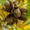 Hardy Pecan Tree (Carya Illinoinensis) - 3 Gallon Pot -Garden Plants carya illinionensis hardy pecan 1
