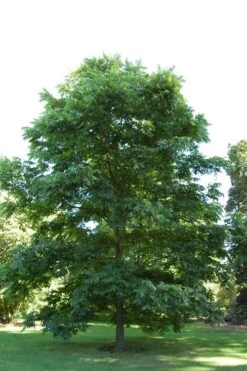 Hardy Pecan Tree (Carya Illinoinensis) - 3 Gallon Pot -Garden Plants carya illinionensis hardy pecan 2