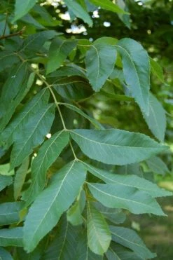Hardy Pecan Tree (Carya Illinoinensis) - 3 Gallon Pot -Garden Plants carya illinionensis hardy pecan 5
