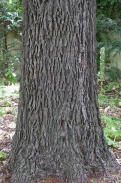 Hardy Pecan Tree (Carya Illinoinensis) - 3 Gallon Pot -Garden Plants carya illinionensis hardy pecan 6